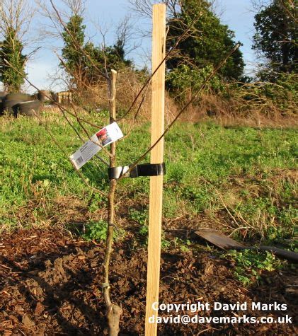 how to stake an apple tree|apple tree support systems.